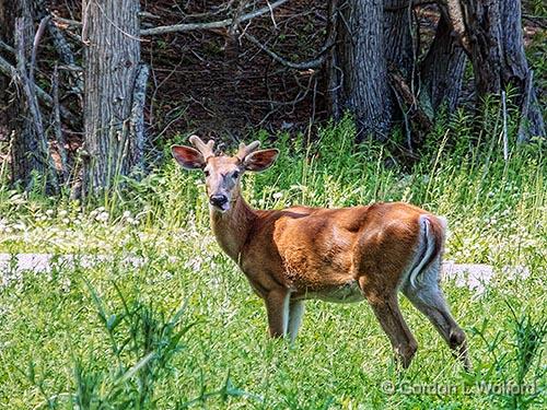Young Buck_DSCF03900.jpg - White-tailed Deer (Odocoileus virginianus) photographed near Murphys Point, Ontario, Canada.
